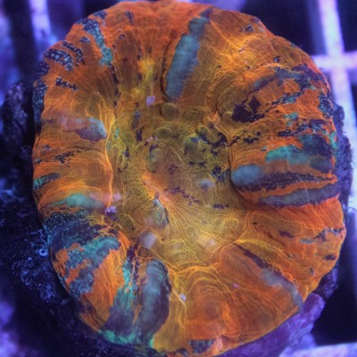 Australian Scoly’s on Sale!  Coral Frags B1G1 1/2 OFF!